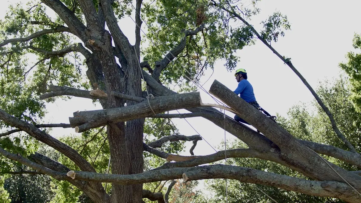 Professional Crown Thinning performed by certified arborists in Radford